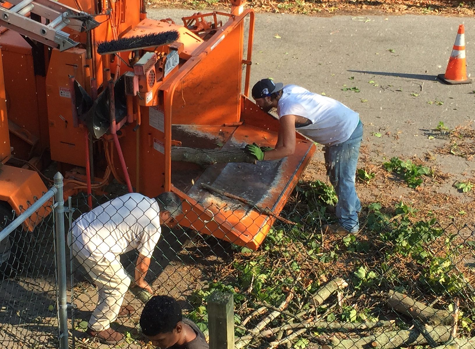 Bronx Tree Cutting Service