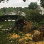 bronx tree removal experts