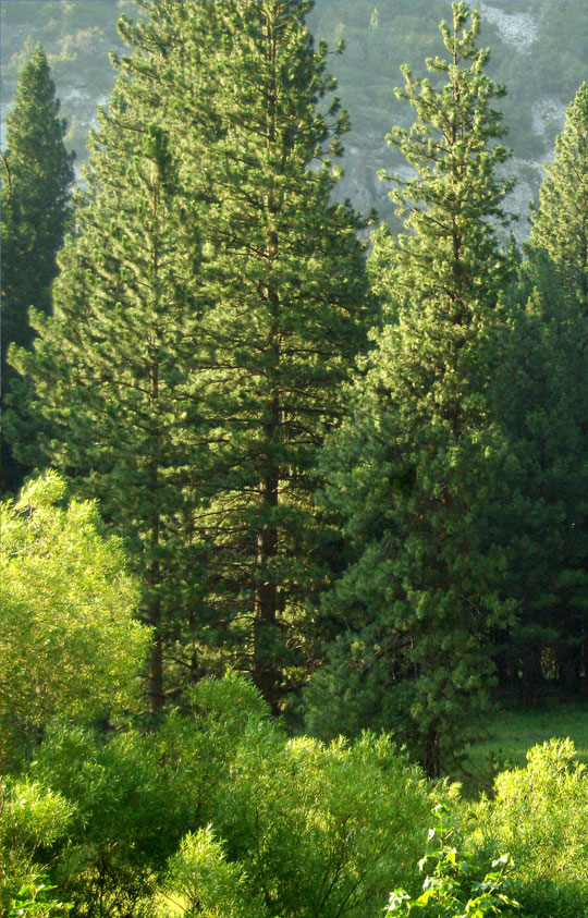 DIY Pruning and its Dangers