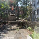 The Bronx’s Most Affordable Tree Service