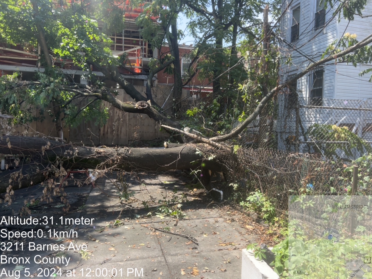 The Bronx’s Most Affordable Tree Service