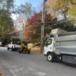 affordable bronx tree companies