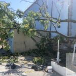 emergency tree removal bronx