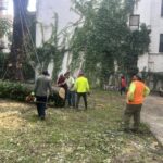 Bronx Tree Cutting Services Areas
